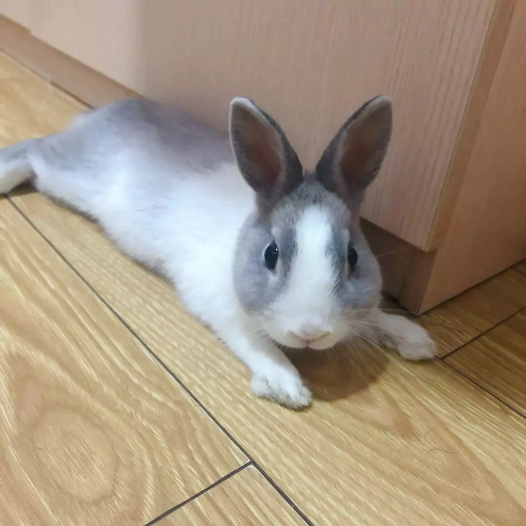 2、年屬兔子的多大了:年屬兔的多大年齡？