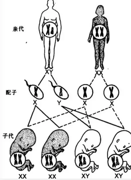 5、原來生男生女早就註定:生男生女是命中註定的嗎