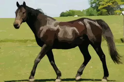 屬相馬佩帶哪個屬相最好：我屬馬佩帶什麼屬相好