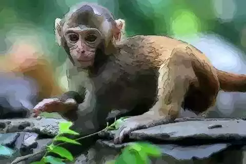 屬雞媽媽和屬猴爸爸生屬什麼的屬相的寶寶好?幾月份生最好？？