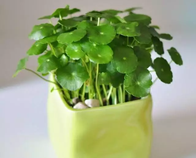 屬相蛇的人養什麼小盆栽好：屬相適合養什麼植物好發財的
