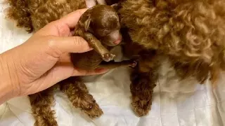 馬爸狗媽生什麼屬相的寶寶好：狗爸鼠媽生屬羊的孩子好嗎