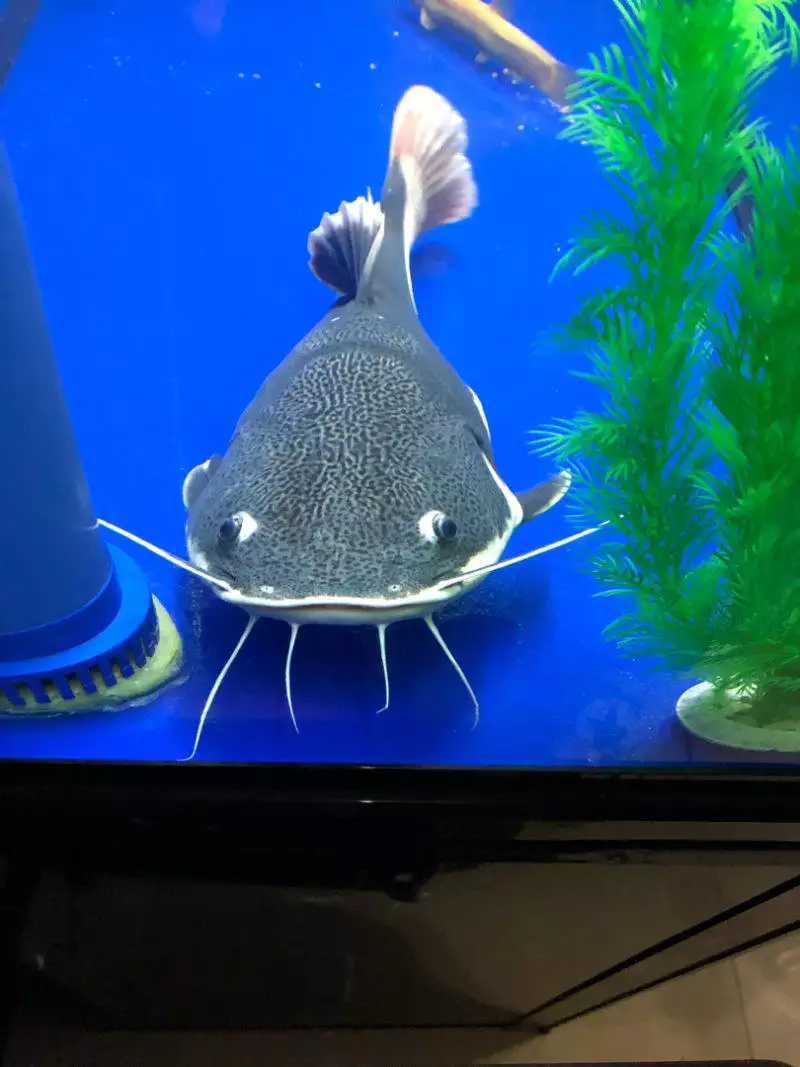 1、招財貓魚魚食選擇:招財貓魚吃什麼??