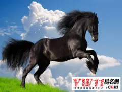 1、屬馬女和其它屬相婚配:屬馬的和什麼屬相最配 屬馬的屬相婚配表