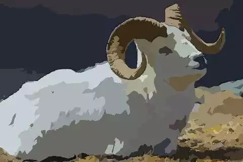 2、屬羊人今年有老人去世嗎:老人去世是羊場屬羊的是不是不能在場？