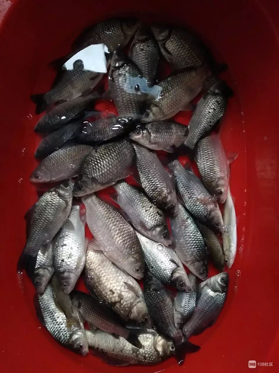 婆婆夢到魚有什麼預兆：女人夢見死魚什麼預兆