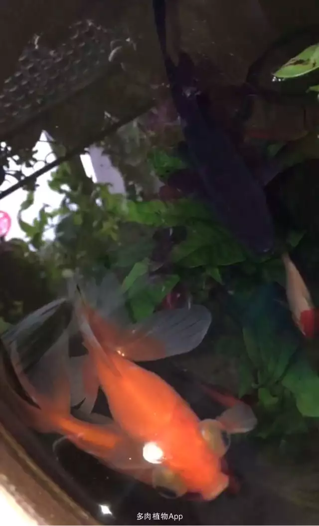 養金魚要養單的還是養雙的好：家裡養魚單數好還是雙數好