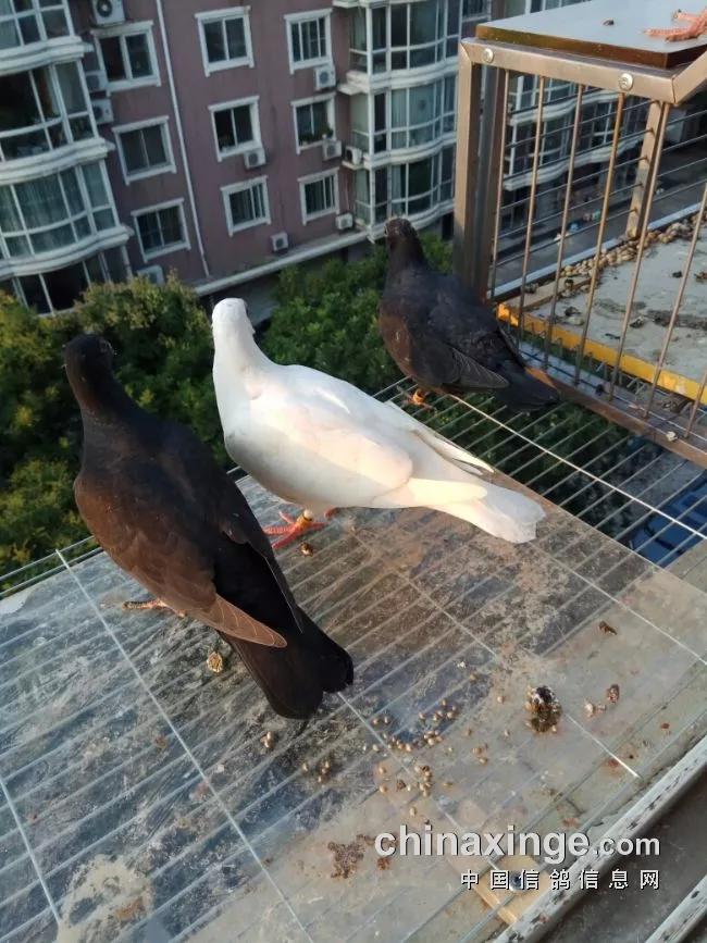6、喜歡養鴿子的人是什麼樣的:很喜歡鴿子，能看出一個人的什麼性格？