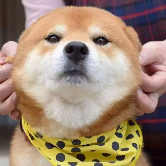 屬狗的貴人什麼時候出現：屬狗的貴人是誰