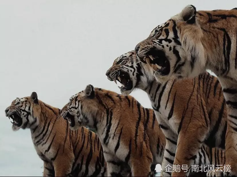 3、生肖屬虎的年份和年齡是多少:屬虎的是哪些年份？