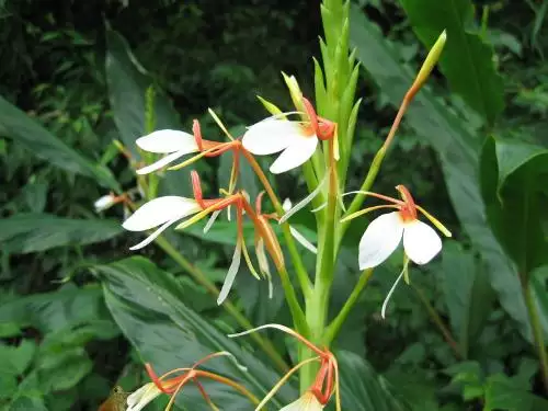 3、一等命的屬相姜花是什麼樣的:姜花不是姜開的花？