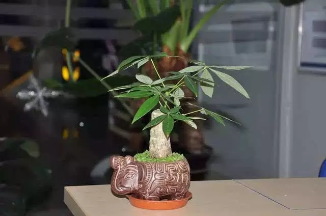 十二生肖養什麼植物最旺自己：十二生肖專屬的招財盆栽，看看你都適合養啥？