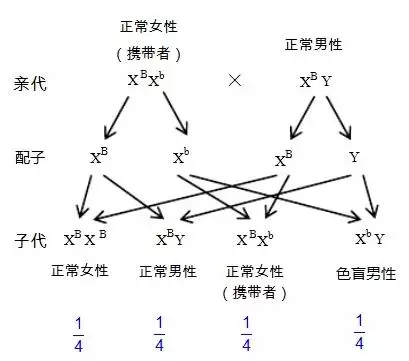 4、求正常女性與男盲婚配遺傳圖解和女性攜帶者與正常男性婚配的遺傳圖解，萬分感謝！