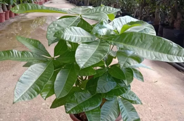 2、招財樹恭弘=叶 恭弘子發黃怎麼處理怎麼補救:發財樹恭弘=叶 恭弘子發黃怎麼辦?