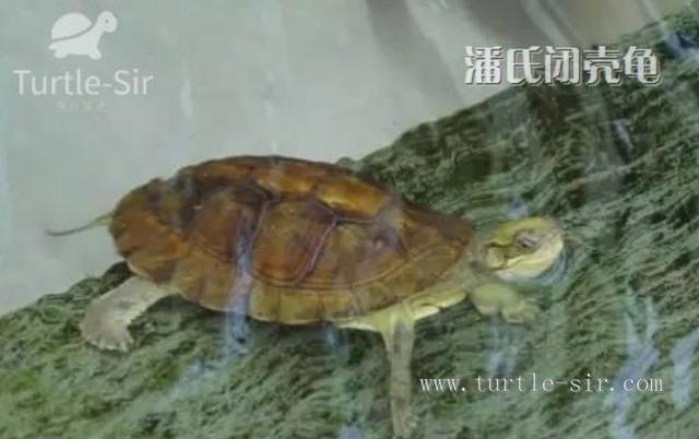 4、喜歡養龜的男生性格:叨修養動物也可以看出他的主人性格？…那養烏龜是什麼樣的性格呢？