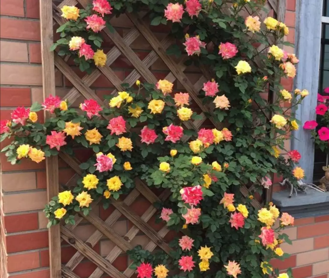1、好看好養的庭院花卉:庭院里一般適宜種植哪些花卉