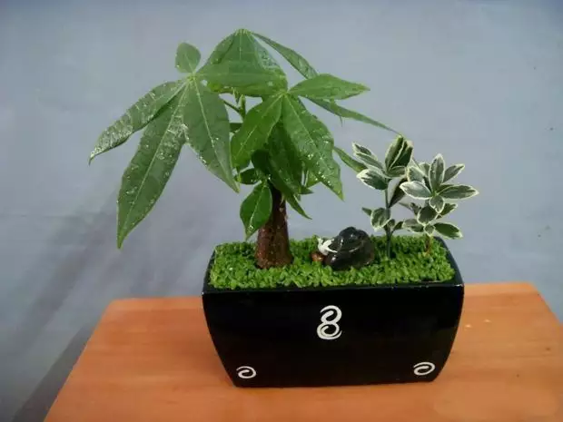 1、招財樹怎麼養才能更旺盛:幫忙看看招財樹怎麼了。