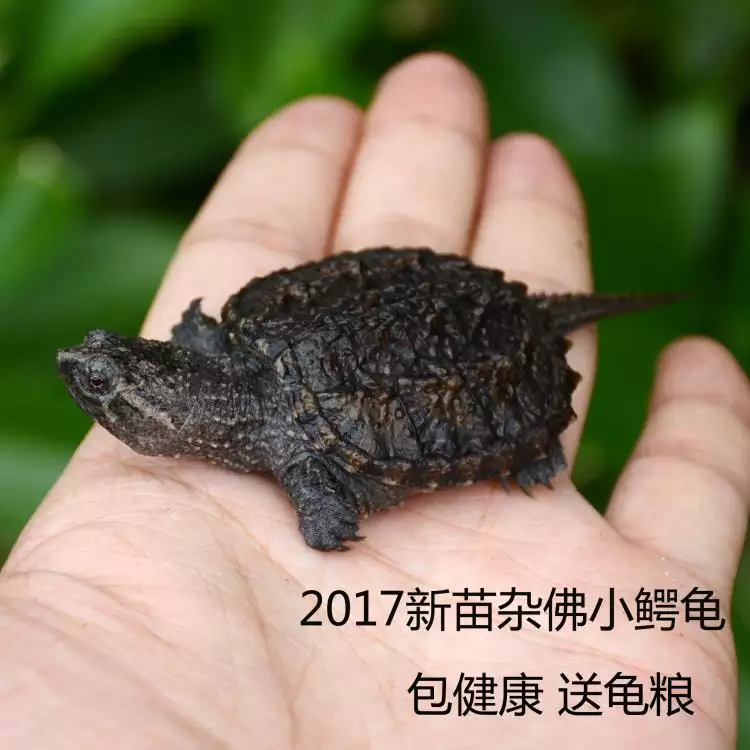 鱷龜和真鱷龜哪個強：鱷和大鱷那個好？那個貴？