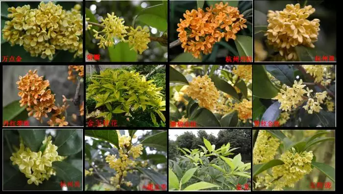 與桂花屬相比較女貞屬植物()：桂花都有什麼用處?