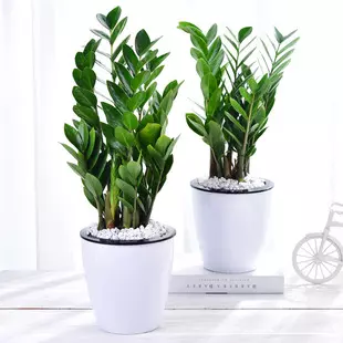 1、辦公室招財綠植有哪些:辦公室適合放什麼綠植