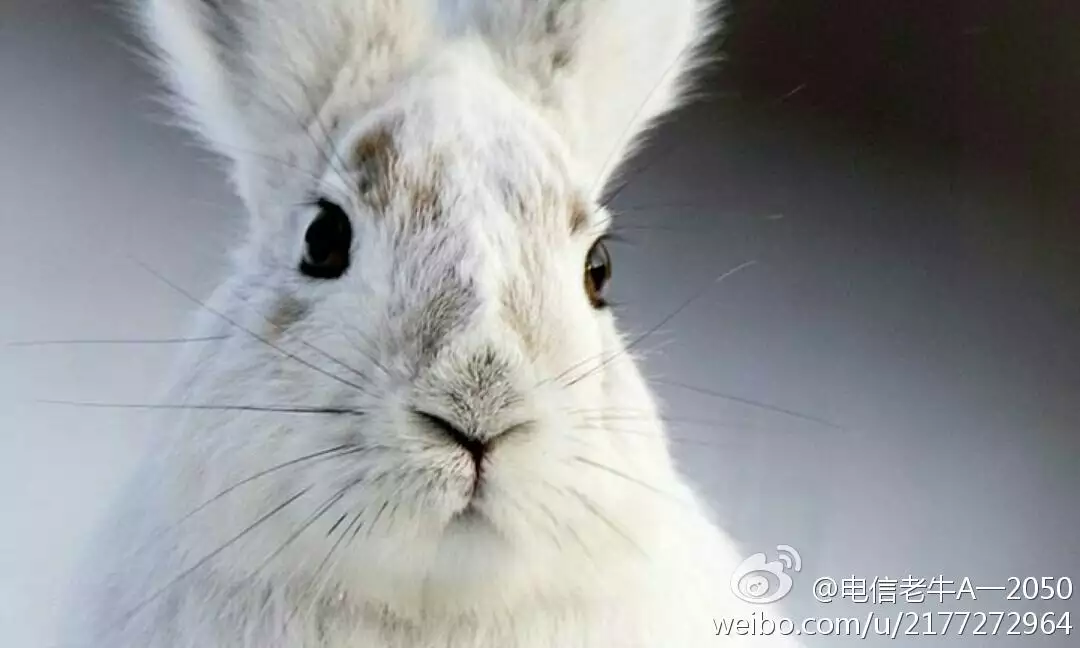 十二生肖指哪個屬相：十二生肖哪個是