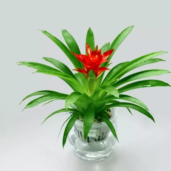 什麼屬相擺什麼花最好：十二種生肖擺什麼植物最旺財