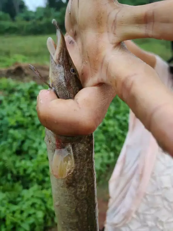 2、5種徵兆要發財夢見蛇:準備做生意的人夢見蛇纏身是什麼徵兆