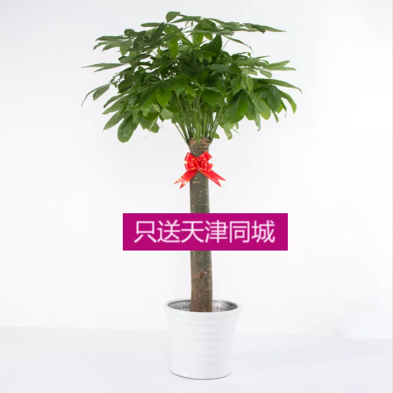 1、適合辦公室擺放的招財植物:辦公桌上放什麼植物可以帶來業績帶來財富