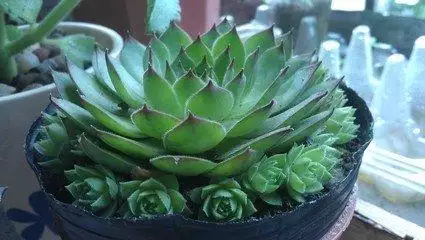 6、七恭弘=叶 恭弘蓮喜陰還是喜陽光:七恭弘=叶 恭弘一枝花也就是“七恭弘=叶 恭弘蓮”，用途和習性有哪些？