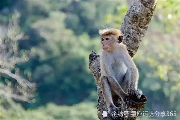 2、68年屬猴人的災難年齡:68年屬猴的今年多大
