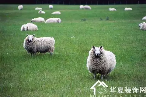 79年羊女和什麼屬相合：年屬羊男婚配應該與什麼屬相相配。