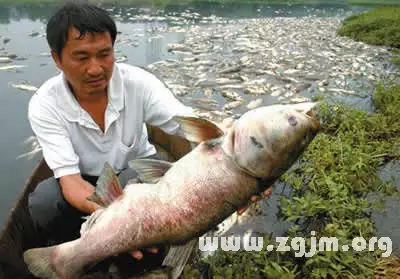 做夢夢見把死魚救活了：夢見死魚