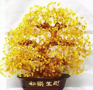 5、招財樹的圖片:發財樹的恭弘=叶 恭弘子什麼樣，有圖片嗎