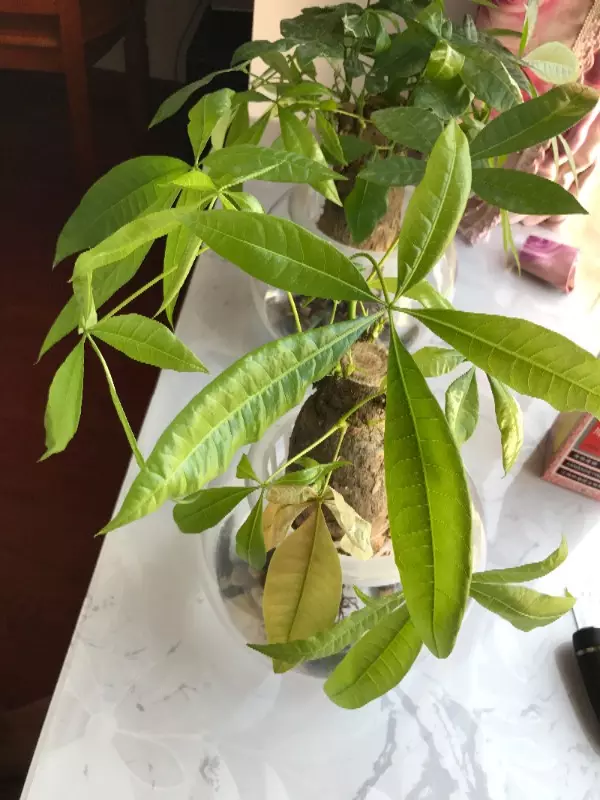 6、發財樹恭弘=叶 恭弘黃了怎麼挽救:發財樹恭弘=叶 恭弘發黃怎麼辦
