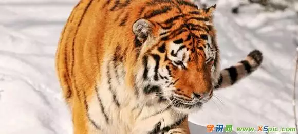 1、屬虎的今年財應好不好:屬虎的女生今年運勢怎麼樣