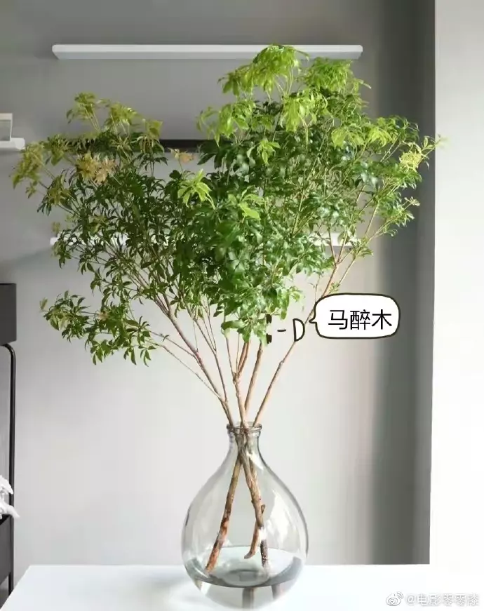 3、適合客廳的植物:客廳里放什麼植物好