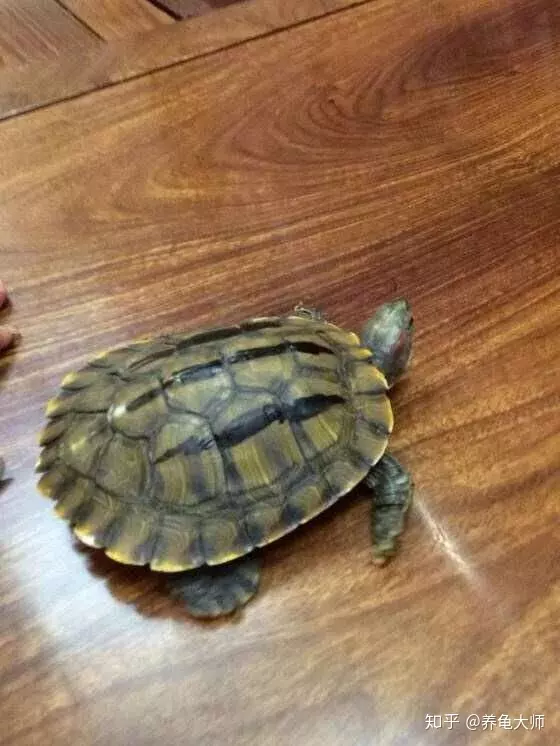什麼屬相的人養龜最好：養龜風水與屬相禁忌有哪些