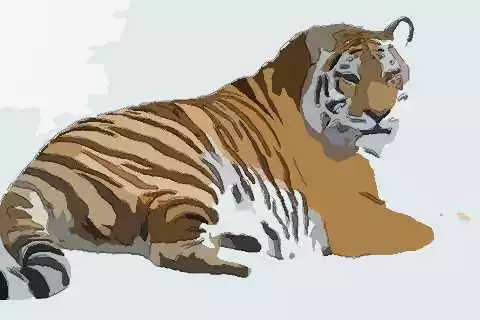 5、年不生幾月虎:年虎幾月寶寶