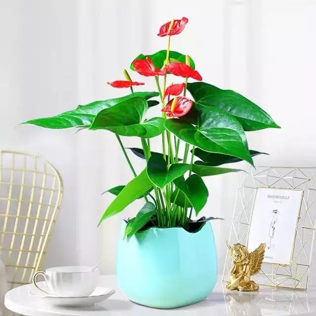 2、在家養什麼植物招財轉運:家裡養什麼植物旺財