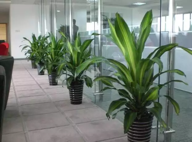 1、辦公室綠植圖片:最適合在辦公室養的10種綠植是哪些