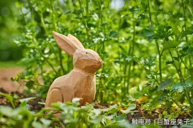 5、屬雞男生和屬兔女生婚配合適嗎:屬雞男生和屬兔女生婚配不幸福怎麼辦