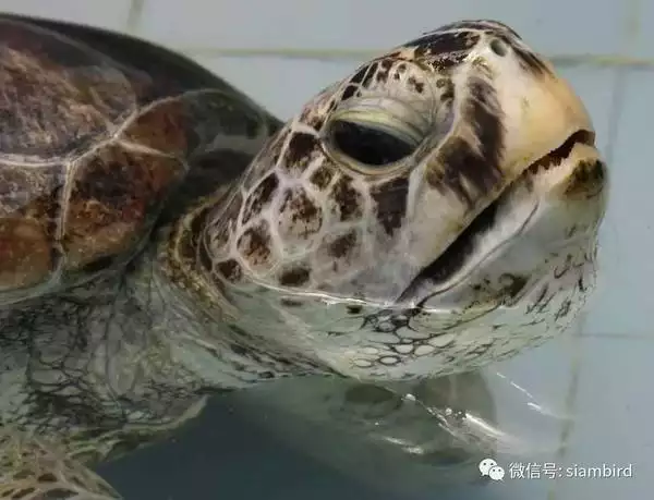 烏龜突然死亡是怎麼回事：我的烏龜怎麼突然死掉了