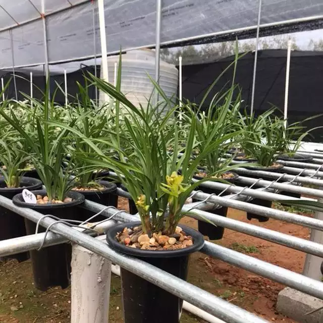 4、喜歡種蘭花的男人是什麼性格:喜歡種花種草的人個性怎麼樣