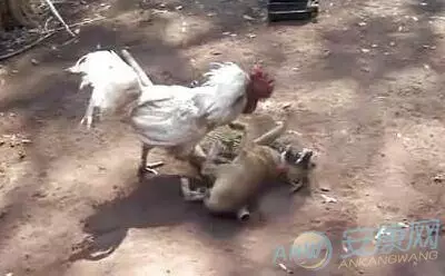 屬雞的抱什麼屬相的乾媽：屬雞和什麼屬相合