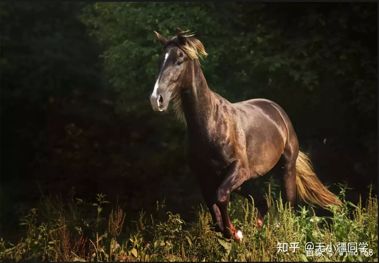 5、二月馬與六月的馬婚配:六月出生屬馬的屬相婚配表大全集
