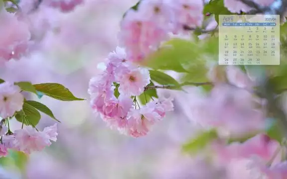 年4月陰曆屬相：年4.6陰屬什麼今天屬什麼生肖？