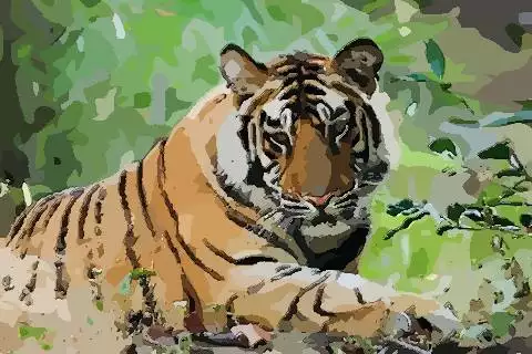 2、屬虎的今年多大了:屬虎的年多少歲？