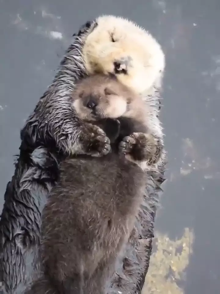 2、收集一種動物界有趣的婚配行為:有趣的動物行為現象有哪些