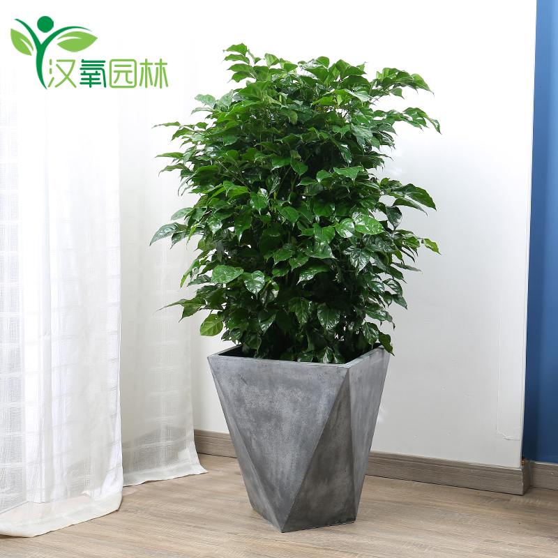 6、辦公室擺什麼綠植比較好:辦公室擺放什麼植物對風水比較好