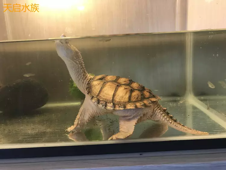 北美鱷龜和鱷龜哪個好：鱷龜，北美鱷龜和各種雜的區別是什麼?